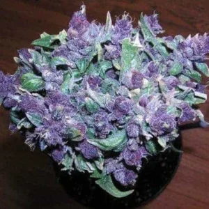 Weed For Sale In Cambodia