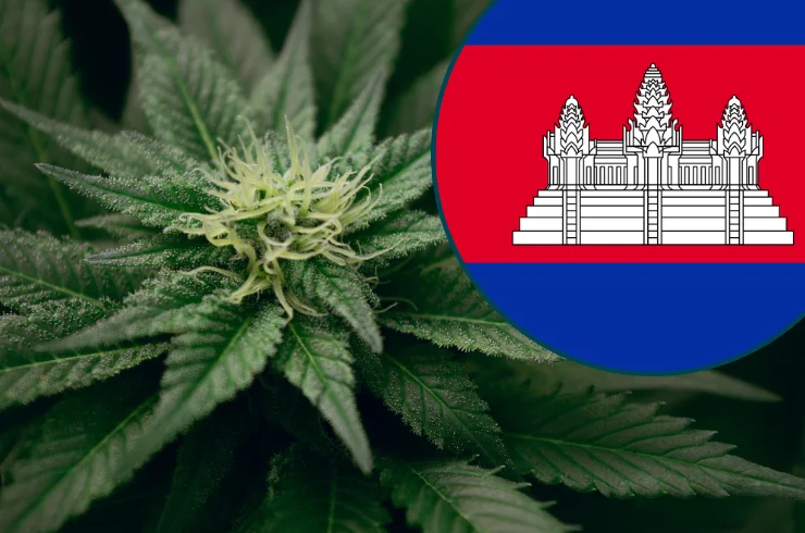 Weed For Sale In Cambodia